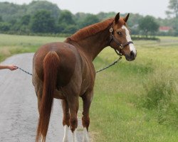 broodmare Dorada (Oldenburg, 1987, from Donnerhall)