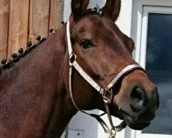 dressage horse Königskrümel (Bavarian, 2006, from Köpenick)