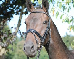 dressage horse Compagnolo S (Rhinelander, 2013, from Contendros 2)