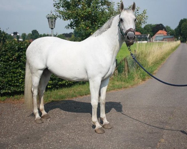 Zuchtstute Walküre II (Holsteiner, 2006, von Calato)