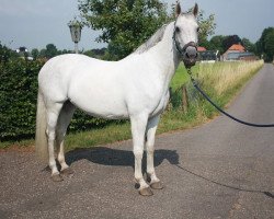 broodmare Walküre II (Holsteiner, 2006, from Calato)