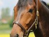 dressage horse Deliano JB (Westphalian, 2012, from Harmony's Desiderio)