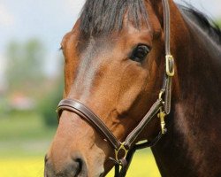 dressage horse Deliano JB (Westphalian, 2012, from Harmony's Desiderio)