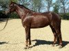 broodmare Fidelia M (Hanoverian, 2014, from Fuechtels Floriscount OLD)