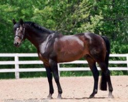 stallion Prelude by Mozart (Trakehner, 1993, from Mozart)