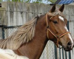 Zuchtstute Pashmina (Amerikanisches Warmblut, 2009, von Prelude by Mozart)