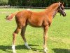 broodmare Be my Bondgirl (Westphalian, 2017, from Bonds)