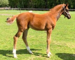 broodmare Be my Bondgirl (Westphalian, 2017, from Bonds)