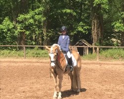 dressage horse Stalino von der Aschenburg (Haflinger, 2004, from Step by Step)