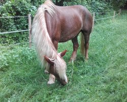 Pferd Vogtsbauer (Schwarzwälder Kaltblut, 2007, von Vogtsberg)