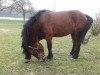 Pferd Maplehill Charles (Dartmoor-Pony, 2007, von Doublebee Picco Bello)