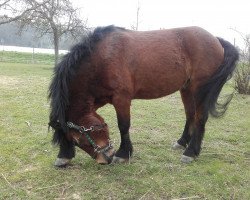 Dressurpferd Maplehill Charles (Dartmoor-Pony, 2007, von Doublebee Picco Bello)