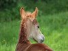 dressage horse Donovan 143 (Westphalian, 2017, from Golden Dime)