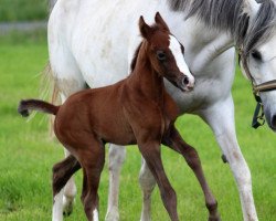 dressage horse Steverheides Aramis (German Riding Pony, 2017, from A Gorgeous)