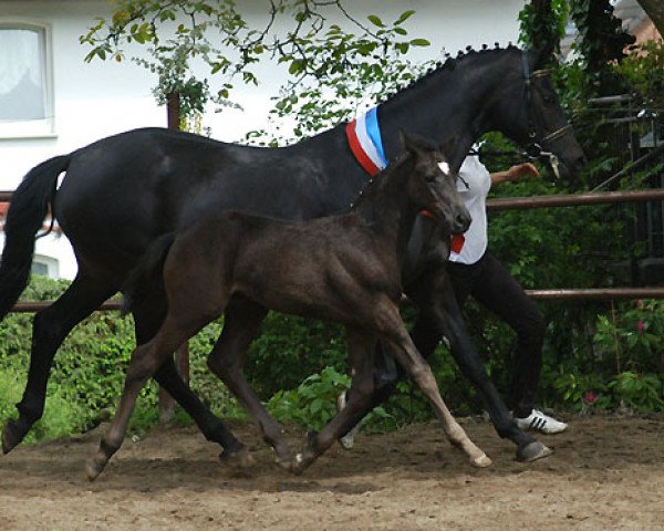 Springpferd Halotry (Trakehner, 2010, von Showmaster)