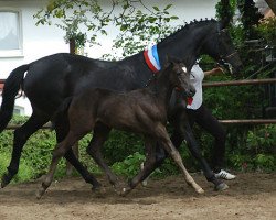 jumper Halotry (Trakehner, 2010, from Showmaster)