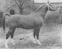 stallion Wessel (Gelderland, 1957, from L'Invasion AN)