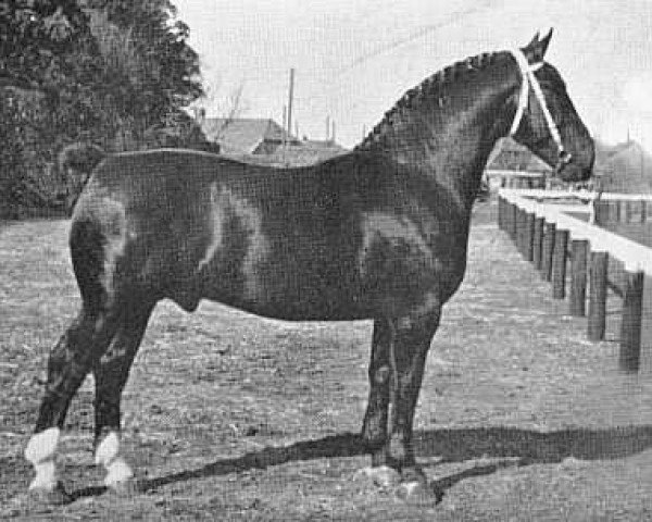 stallion Adolf (Alt-Oldenburger / Ostfriesen, 1936, from Eddo 1695)