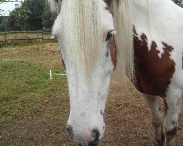 broodmare Paula (Tinker / Irish Cob / Gypsy Vanner, 2009, from Sir Maverik of Sunshine)