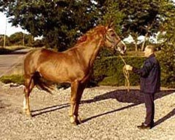 stallion Asferg Cyklo (Danish Warmblood, 1967, from Wrede)