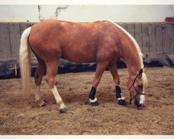 dressage horse Carlos 720 (unknown, 2010)