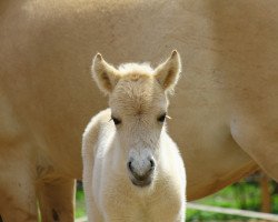 broodmare Livett (Fjord Horse, 2017, from Jonathan)