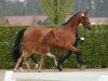 broodmare Donna Florina (Oldenburg, 2008, from Florencio I)