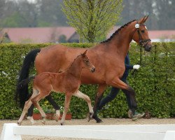 broodmare Donna Florina (Oldenburg, 2008, from Florencio I)