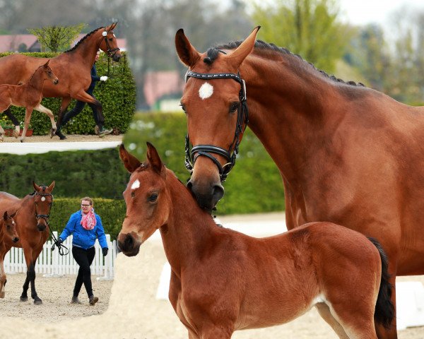 dressage horse Be my flashlight (Oldenburg, 2017, from Bonds)