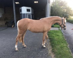 broodmare Golden Candy 3 (German Riding Pony, 2015, from HET Golden Dream)