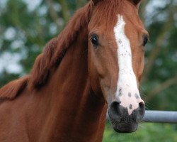 Springpferd Cantolato (Holsteiner, 2012, von Canto)