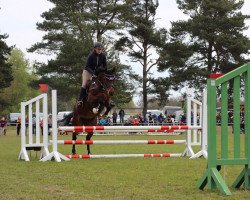 jumper Queen of Dream 2 (Oldenburg show jumper, 2011, from Quintender 2)