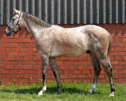 Springpferd Quintillian (Westfale, 2014, von Quidam de Revel)