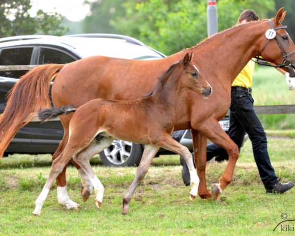 broodmare Eloise (Hanoverian, 2003, from Escudo II)