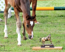 Springpferd Guns N´roses (Hannoveraner, 2016, von Gentleman FRH)