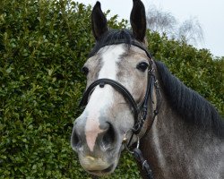 jumper Gigi's Tilia (KWPN (Royal Dutch Sporthorse), 2011, from Casirano)