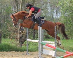 stallion Don Durello (Trakehner, 2005, from Le Duc)