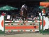 jumper Centuro (Hanoverian, 2011, from Contagio)