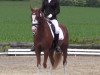 Dressurpferd Mister-motley (Deutsches Reitpony, 2011, von The Braes My Mobility)