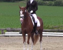 dressage horse Mister-motley (German Riding Pony, 2011, from The Braes My Mobility)