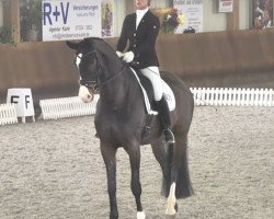 dressage horse Quarter Pounder (Hanoverian, 2012, from Quaterhall)