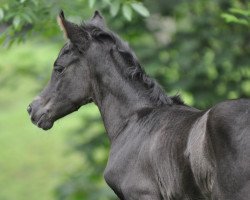 broodmare Dreams and Sugar SA (Austrian Warmblood, 2017, from Glock's Dream Boy)