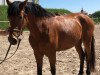 dressage horse Lindy (German Sport Horse, 2010, from Lord Moritzburg)