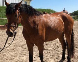 dressage horse Lindy (German Sport Horse, 2010, from Lord Moritzburg)