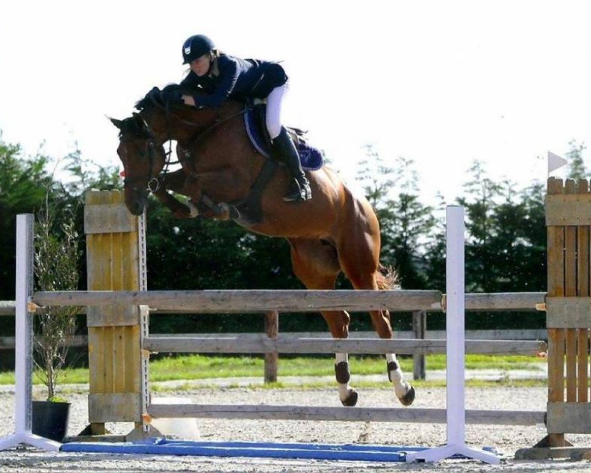 jumper Costa Rica Vh Waterschoot Z (Zangersheide riding horse, 2008, from Cicero Z van Paemel)