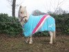 dressage horse Magic Flower (Shetland Pony, 2005)