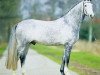 stallion Siciliano W (Hessian Warmblood, 1995, from Scarlatti)