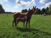 broodmare Feingold K (Hanoverian, 2004, from Fabriano)