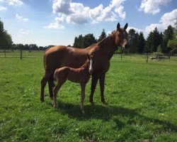 broodmare Feingold K (Hanoverian, 2004, from Fabriano)