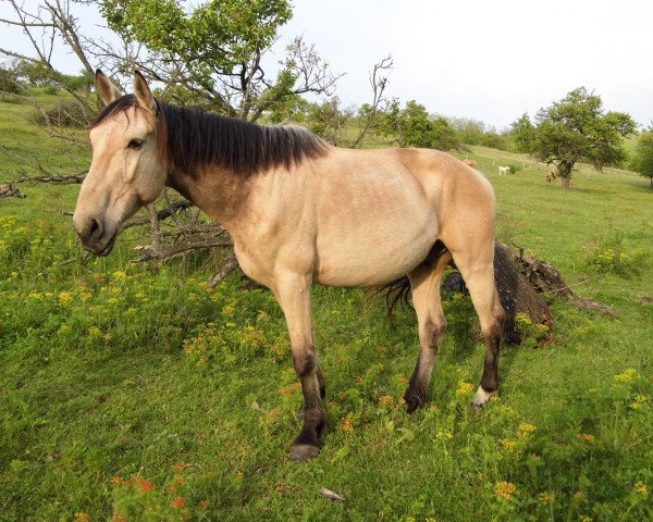 horse Dante (Hungarian Warmblood, 2006)